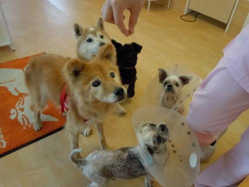保護犬猫にも優しい医療を。プライベートを大切にできる働き方！
