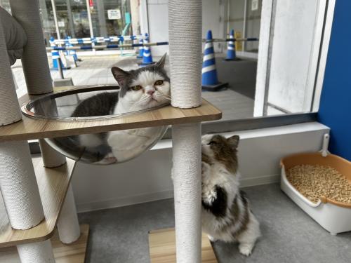 ドッグトレーナー兼動物取扱責任者
