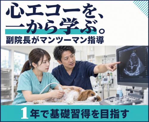 【獣医師】循環器＋エキゾ診療を学びたいあなたへ｜神楽坂