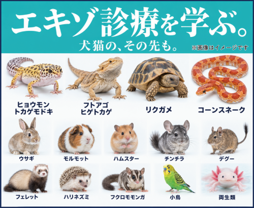 【獣医師】循環器＋エキゾ診療を学びたいあなたへ｜神楽坂