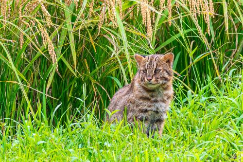 動物看護・動物飼育のスタッフ募集