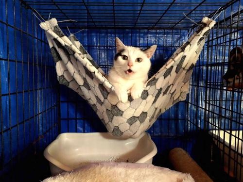 動物看護・動物飼育のスタッフ募集
