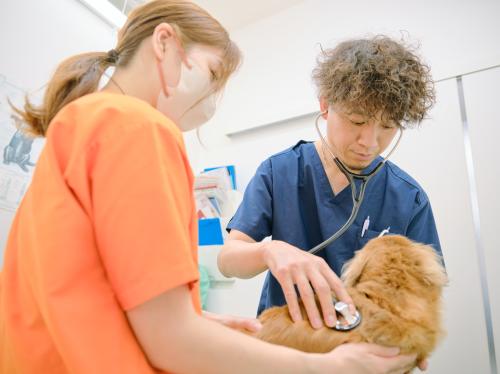 新卒獣医師募集｜月給30万円～｜完全週休3日制｜