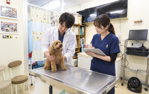 △▼愛玩動物看護師/看護助手▼△DCC動物病院（静岡県磐田）