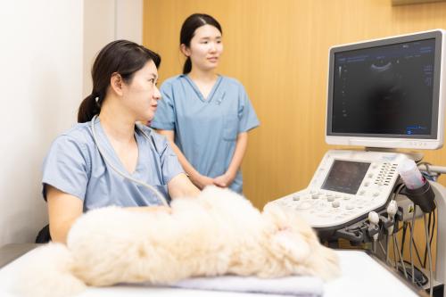 獣医師募集  パートタイム(週1OK)恵比寿、渋谷、代官山