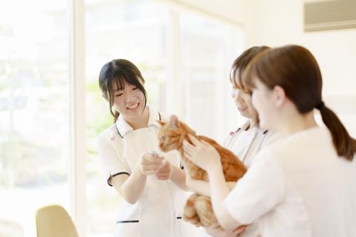 【乙訓どうぶつ病院】愛玩動物看護師募集中です！