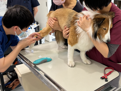 【奈良市／獣医師】院長候補｜モデル年収880万～・週休2日