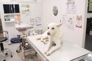 【奈良市・新卒獣医師】1年目から実践｜段階的に独り立ち