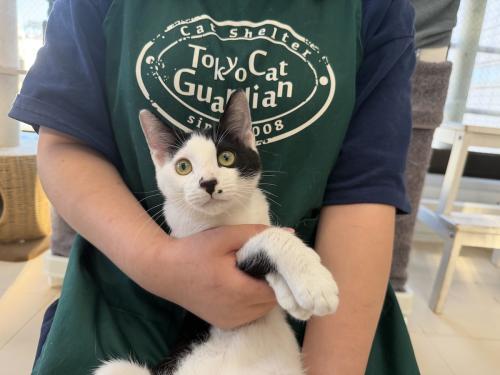 【保護猫カフェ・保護猫シェルター】飼育スタッフ(豊島区大塚)