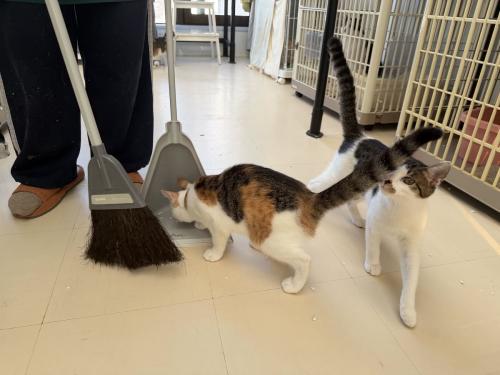 【保護猫カフェ・保護猫シェルター】飼育スタッフ(豊島区大塚)