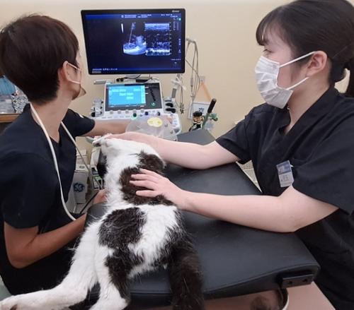 動物病院の承継候補獣医師募集｜開業希望歓迎