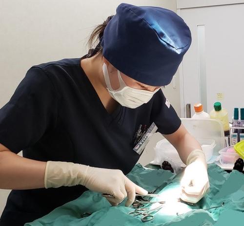 動物病院の承継候補獣医師募集｜開業希望歓迎