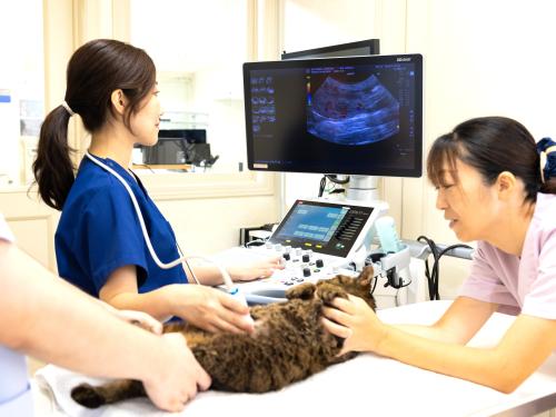 【新卒獣医師】豊富な症例×専門医と学ぶ｜CT・腹腔鏡完備