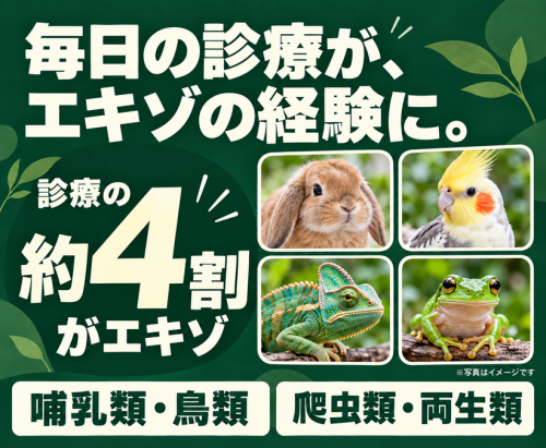【獣医師】豊中｜エキゾを学びたいあなたへ｜エキゾ未経験歓迎