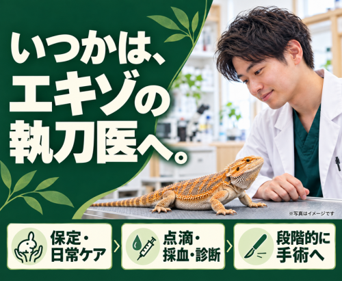 【獣医師】豊中｜エキゾを学びたいあなたへ｜エキゾ未経験歓迎