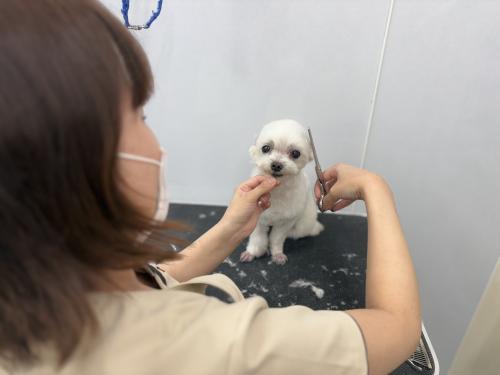 上質さにこだわるトリマー大募集【王子ペットクリニック】