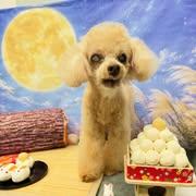 【東京都大田区・大森／トリマー】動物病院併設サロン
