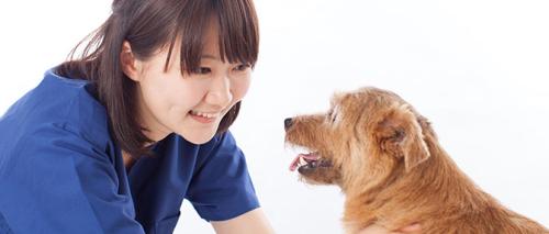 【東京都大田区・大森／トリマー】動物病院併設サロン