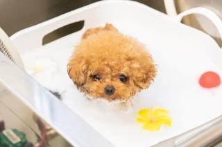 トリマー募集／金橋駅／経験少なめの方も歓迎します◎