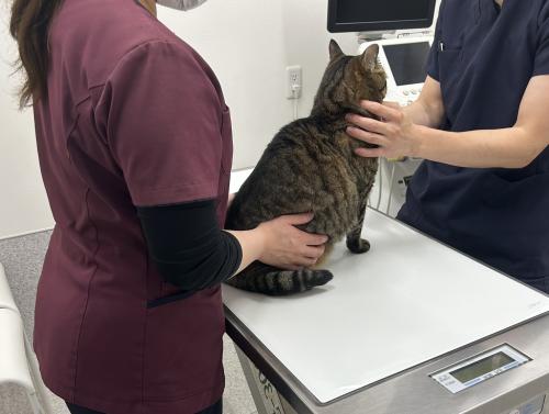 【中途動物看護師】豊富な外科症例と手厚いサポートで成長！