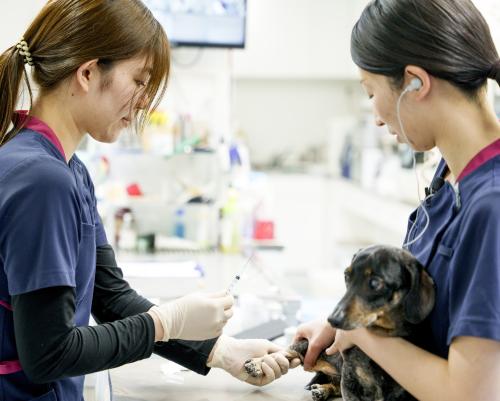 【新卒】動物愛玩看護師募集☆全力でサポートします☆