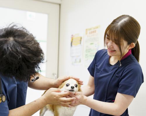 【新卒】動物愛玩看護師募集☆全力でサポートします☆