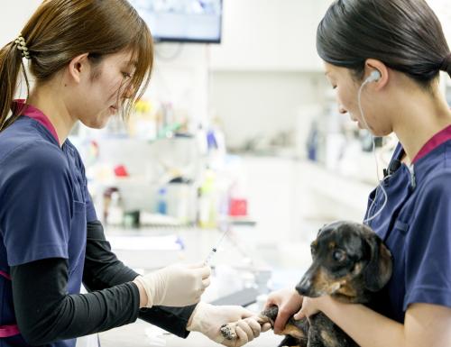 【経験者採用】動物愛玩看護師募集☆幸せなペットライフを支援☆