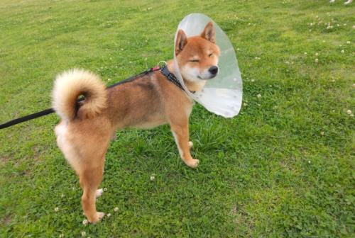 【愛玩動物看護師／ふじみ野駅】基本給25万円