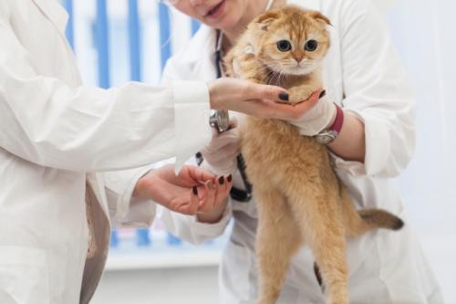 【愛玩動物看護師／ふじみ野駅】基本給25万円
