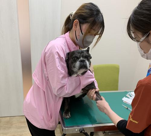 【土浦市】 経験者　愛玩動物看護師(正社員) 募集！