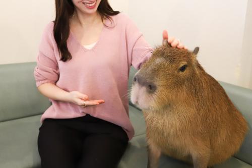 【正社員】アニマルカフェ（カピバラ）の店舗運営スタッフ
