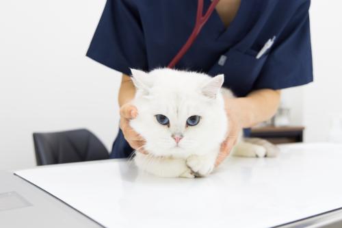 靖国通り動物病院　動物看護師募集