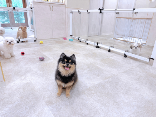 Dog school ＋ Care salon nico