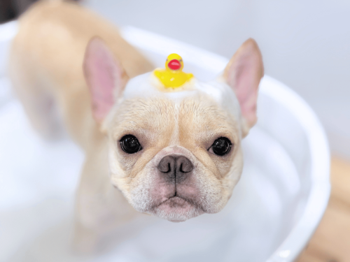 Dog school ＋ Care salon nico