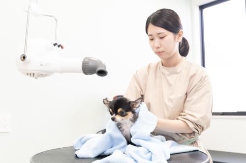 愛玩動物看護師さん・動物看護スタッフ募集！
