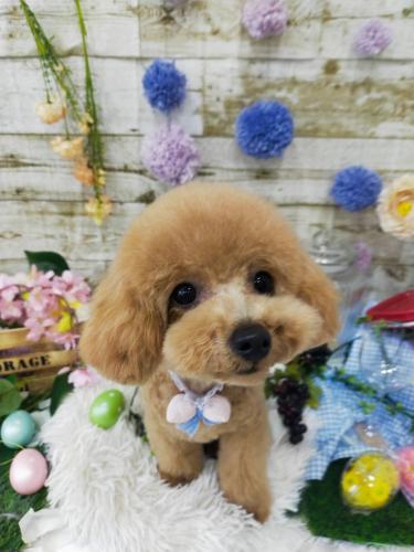 動物病院併設トリミングサロンでのトリマーさん募集