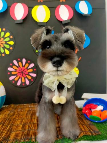 動物病院併設トリミングサロンでのトリマーさん募集
