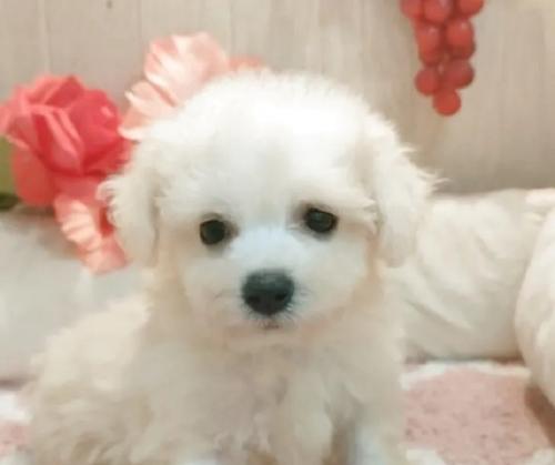 ブリーダー犬舎の清掃スタッフ大募集！！【急募】