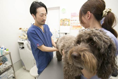 【募集再開‼】動物看護師・病院スタッフを募集しています