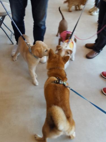 【募集再開‼】動物看護師・病院スタッフを募集しています