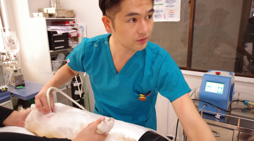 看護師/正社員・パート　移転OP！浅草どうぶつ医療センター
