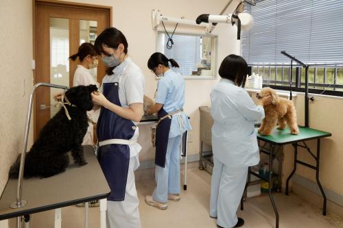 トリマー / なかの動物病院かみのて勤務