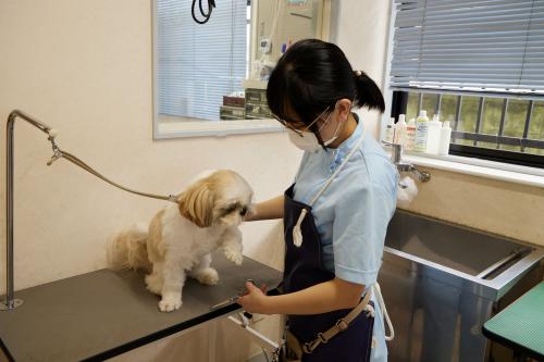 トリマー / なかの動物病院かみのて勤務