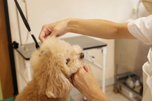 トリマー / なかの動物病院かみのて勤務