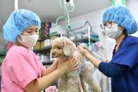 ★愛玩動物看護士募集★金町駅から徒歩３分★東京都
