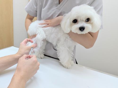 愛玩動物看護師【正社員】