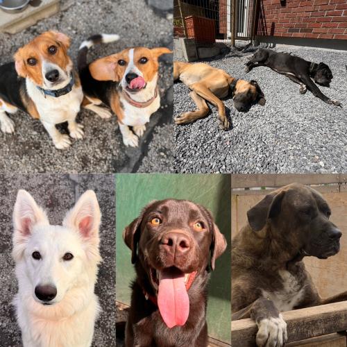 動物病院内の清掃業務・供血犬のお世話
