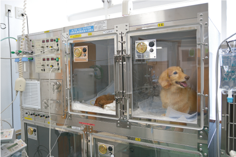 動物病院内の清掃業務・供血犬のお世話
