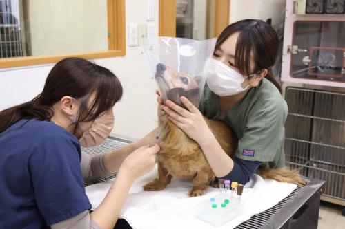 【川崎市の動物病院】獣医師募集！　