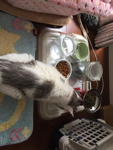 猫専門／訪問方サービス／千葉県／愛玩動物看護師／運営サポート